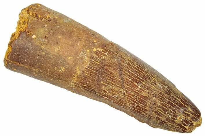 Fossil Spinosaurus Tooth - Real Dinosaur Tooth #322303